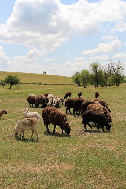 Un Grupo De Ovejas Pastando En Un Campo Foto Premium