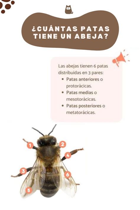 Cu Ntas Patas Tiene Una Abeja Patas Funciones Y Anatom A