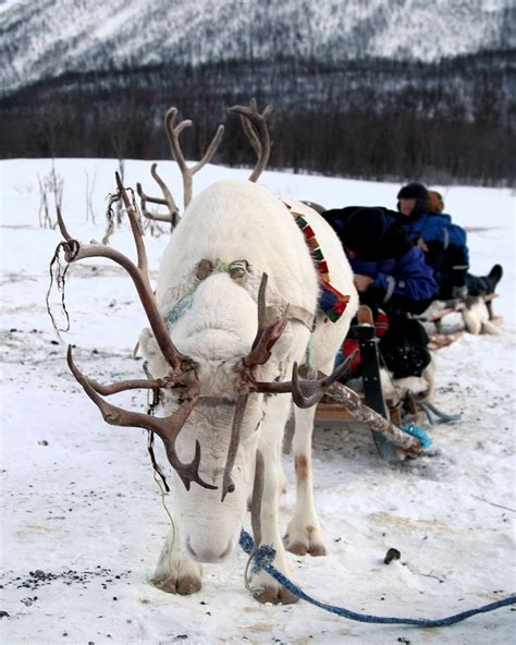 Sami People Reindeer