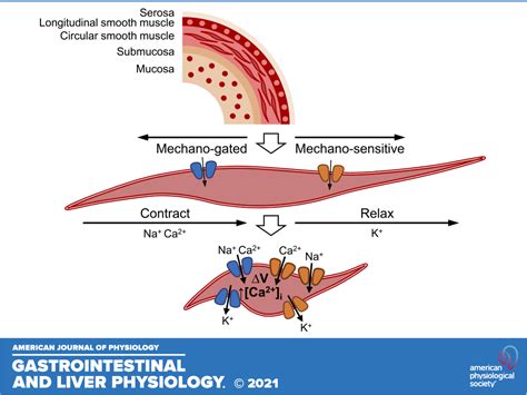 Smooth Muscle Cell Contraction