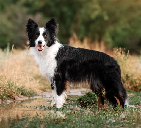 Ch Border Collie Huy N Tho I V S Th Ng Minh Pet House C A H Ng