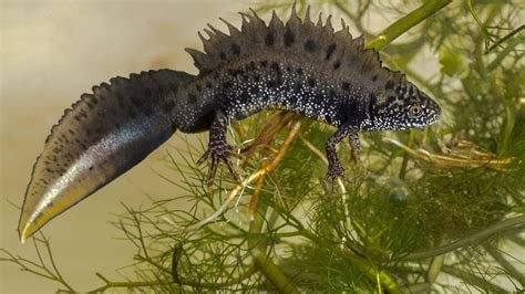 La Nouvelle Star Des Aquaterrariums Le Triton Univers Terrarium