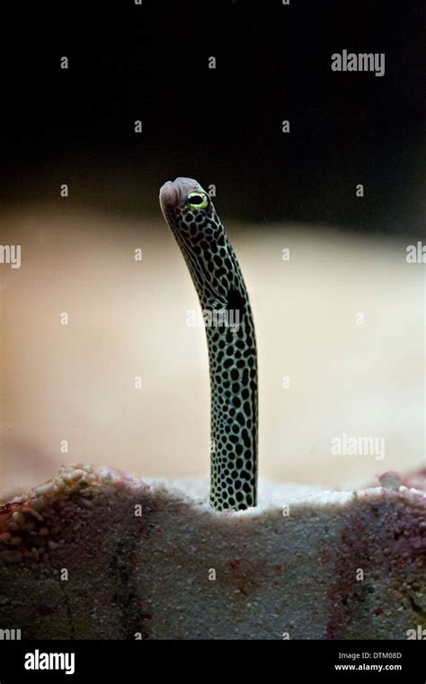 A Spotted Garden Eel Stock Photo - Alamy