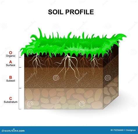 Soil Profile Stock Vector Illustration Of Diagram Natural 75256660