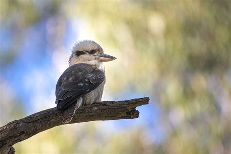 Más de 30 000 imágenes gratis de Kookaburra In Distance y Kookaburra