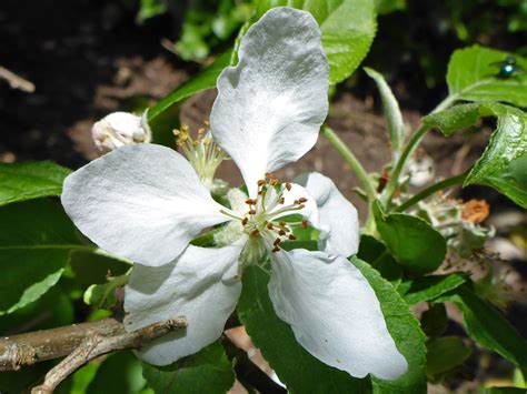 Photographs Of Malus Pumila Uk Wildflowers Clawed Petals