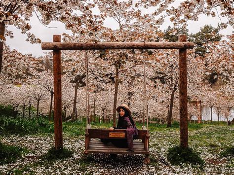 How To See Alnwick Gardens Cherry Blossom - An Essential Guide With Everything You Need To Know!