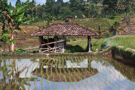 Os Terra Os De Arroz Em Bali Indon Sia Foto Premium