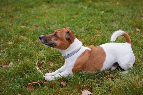 Personality Traits of a Jack Russell Terrier and Poodle Mix (Jackapoo ...