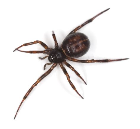 Unexpectedly Shocking Facts About Black Widow Spiders - Animal Sake