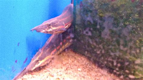 Adorable Fire Eel In An Aquarium Spiny Eels Large Freshwater Fish