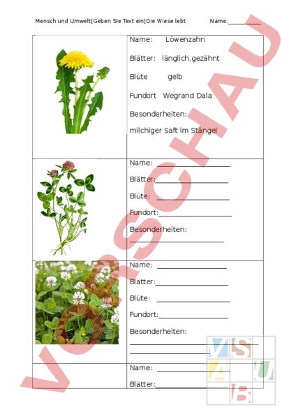 Arbeitsblatt Wiesenblumen Beschreiben Biologie Pflanzen Botanik