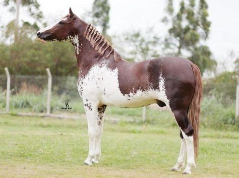 190 Unique Horse Colors & Patterns ideas | horse coloring, horses, beautiful horses