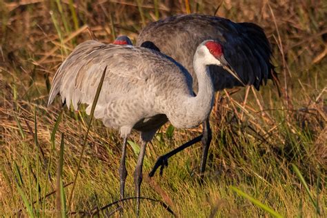 Sandhill cranes. : r/florida