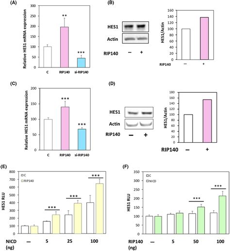 Rip Regulates Transcription Factor Hes Oscillatory Expression And