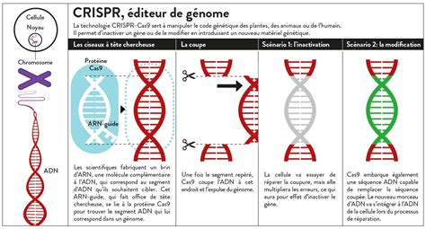 CRISPR au delà de la génétique EPFL