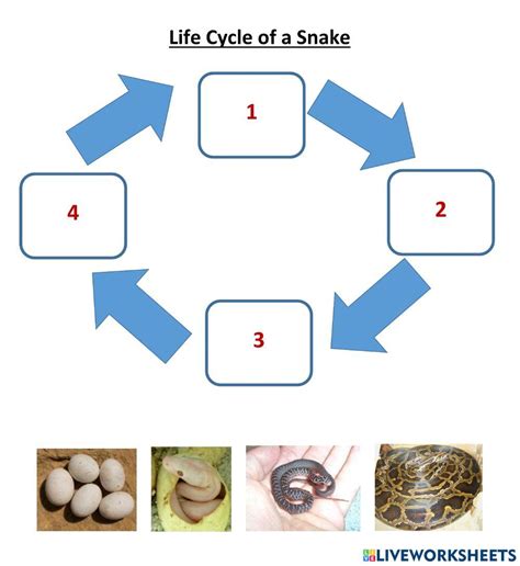 824314 Snake Life Cycle Snielson Liveworksheets