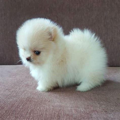 Regalo Volpini Pomerania Cuccioli 🥇 Posot Class