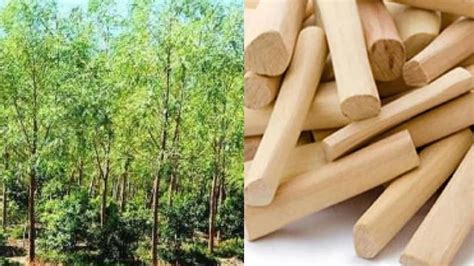 Indian Sandalwood सफेद चंदन की खेती अब और हुई आसान आजमाएं ये सिंपल