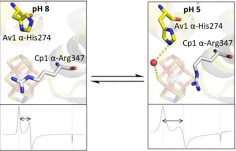 Reversible Protonated Resting State Of The Nitrogenase Active Site