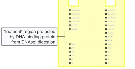 Graphic Representation Of The Dnasei Protection Assay End Labeled