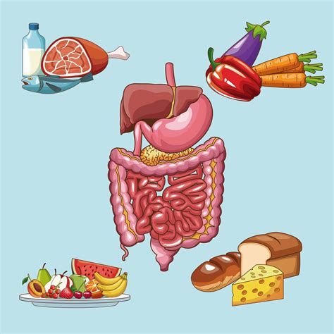 Alimentation Et Syst Me Digestif Sain Le R Gime Alimentaire Adopter