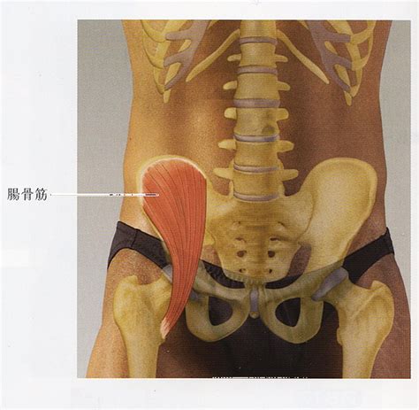 腰の筋肉｜腸骨筋の位置や起始停止｜触診方法とほぐし方とは？ 志木駅の整体イーバランス整体院｜皆様のお悩みや痛みを根本改善