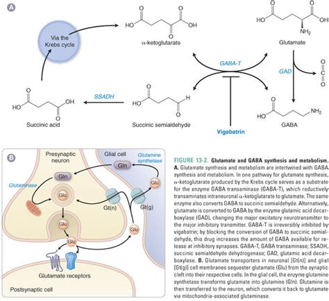 pharmacology  gabaergic  glutamatergic neurotransmission