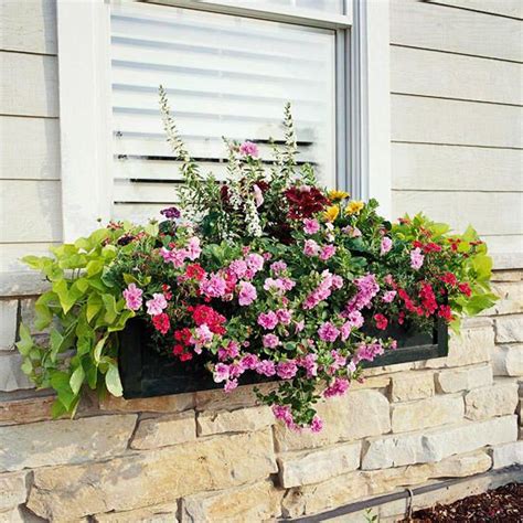 Create A Wow Look In Your Window Boxes With Double Petunias Their