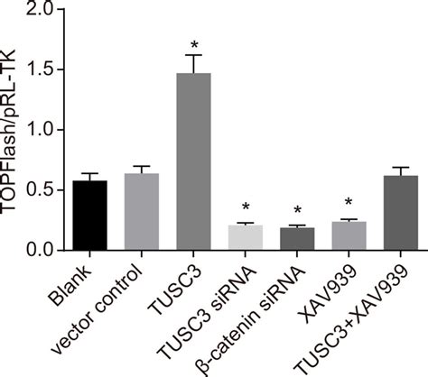 Analysis Of Wntβ Catenin Signaling Pathway Activity In The Blank Download Scientific Diagram