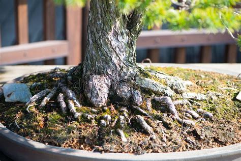 Root Of Japanese Bonsai Tree In Omiya Bonsai Village Stock Image