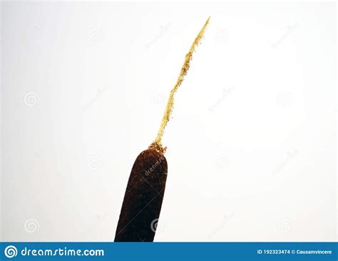 Cat S Tail Plant. Cattails. Stock Photo - Image of natural, cattailplant: 192323474