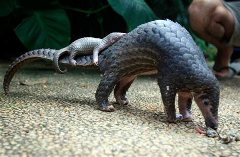 Chinese Officials Seize Record Breaking Pangolin Haul From Poachers