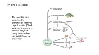 Microbial loop | PPT