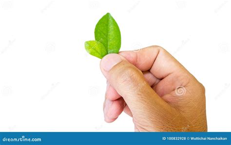 Hand Holding A Leaf Stock Photo Image Of Ecology Path 100832928