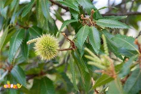 Step By Step Guide How To Grow Chestnut Trees From Nuts August 2024 Qvwebservices Co Uk