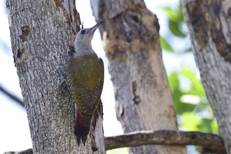 African Grey Woodpecker Holmen Birding Safaris