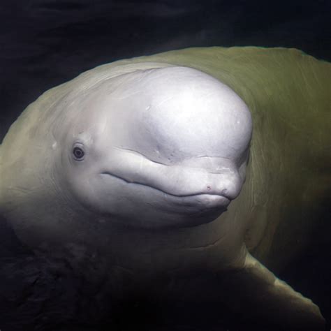 Adopt a Beluga – Oceana Marine Wildlife Adoption and Gift Center