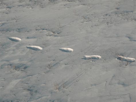 Polar bear tracks by wickedlovelyfaery on DeviantArt