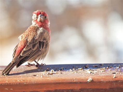 Wild Bird Diseases: What You Need to Know - Birds and Blooms