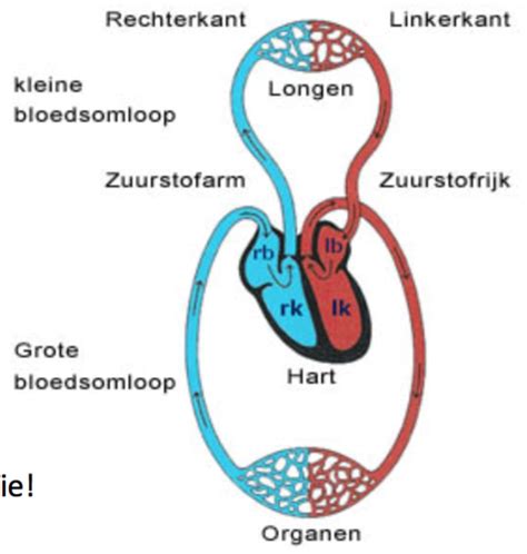 IF Deeltt1 Thema 3 Hoofdstuk 15 Het Cardiovasculaire Systeem