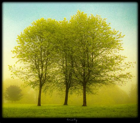 Wallpaper Sunlight Forest Nature Grass Wood Branch Sunrise