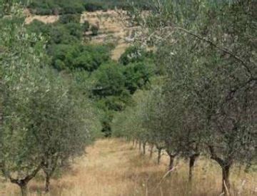 Terreno Edificabile In Vendita In Via Aretina A Figline E Incisa