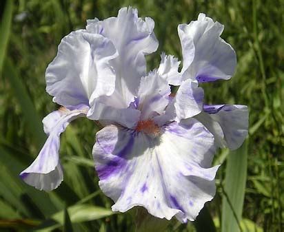 Brindled Beauty Tall Bearded Iris Nola S Iris Gardens