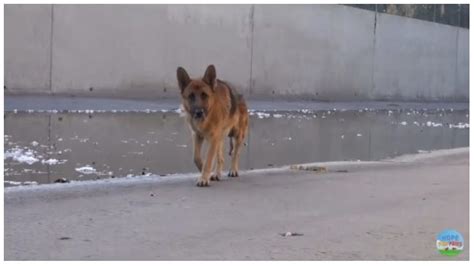 Appena ha accarezzato il cane l animale randagio si è sdraiato e ha