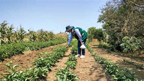 Incentivamos El Cultivo Del Pallar Pinto Mochero Y El Aj Mochero