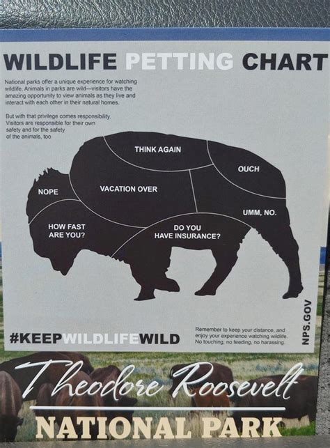 Bison Petting Chart Odd Stuff Magazine