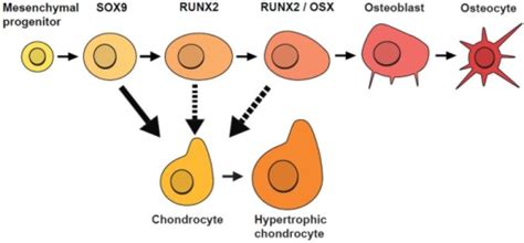 Stages Of Osteoblast Lineage Cell Olc Differentiation Open I