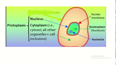 Protoplasm Vs Cytoplasm Understanding The Difference Youtube