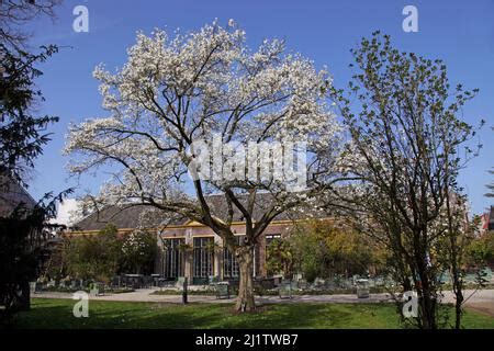 Hortus Botanicus Orangerie Und Botanischer Garten Im Zentrum Der Stadt